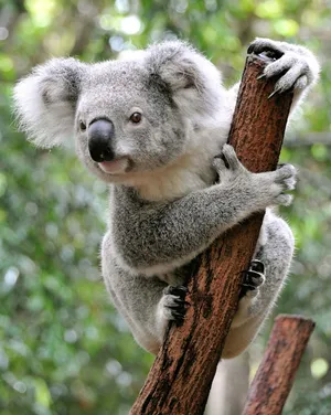 koalas