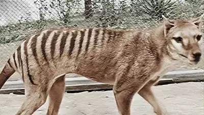tasmanian tiger
