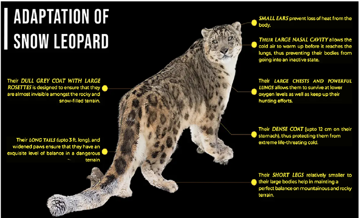 project snow leopard