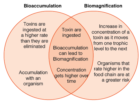 bioaccumulation vs biomagnification