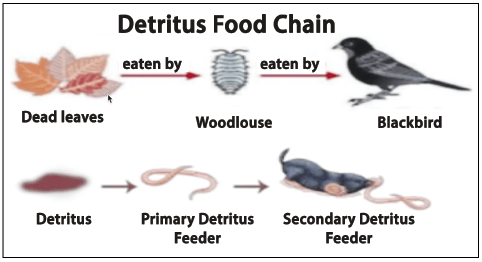 deritus food chain