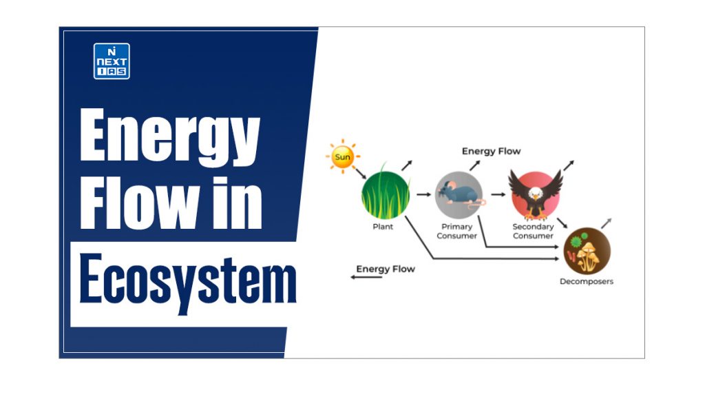 energy flow in ecosystem