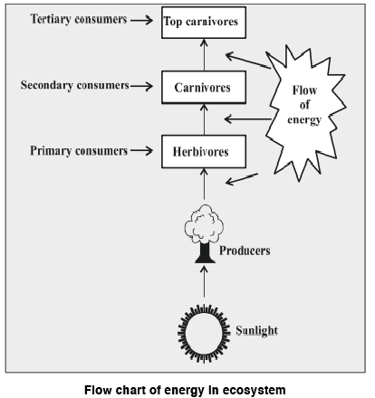 flow chart of energy in ecosystem