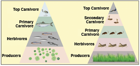 erect pyramid of numbers
