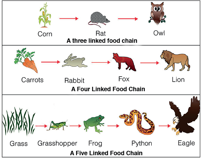 food chains