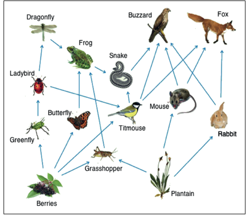 food web