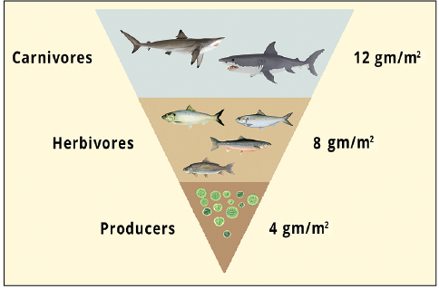 inverted pyramid of biomass