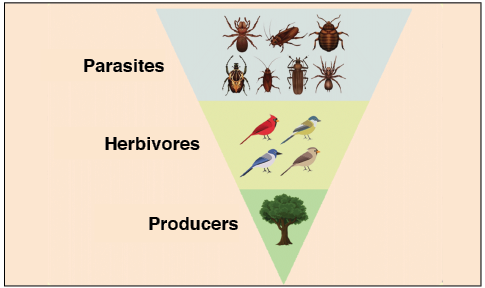 inverted pyramid of numbers