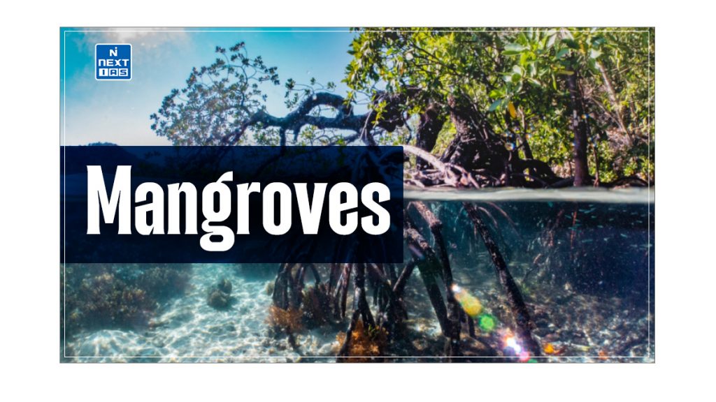 mangroves