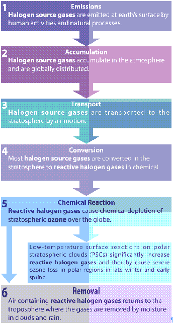 role of polar stratospheric clouds in ozone depletion