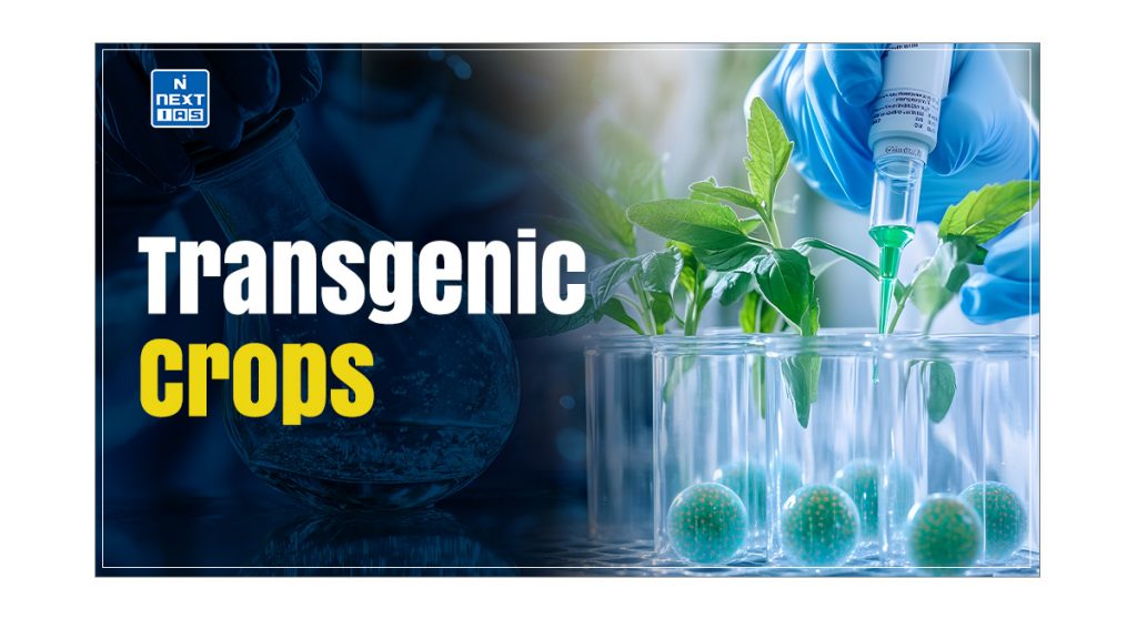 transgenic crops