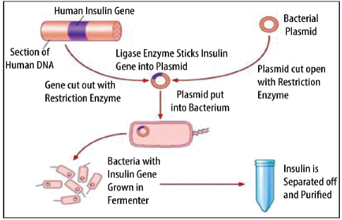 production of insulin using genetic engineering