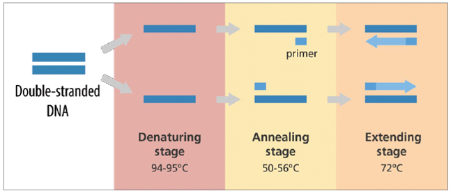 stages of polymerase chain reaction