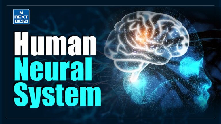 Human Neural System: About, Significance & More