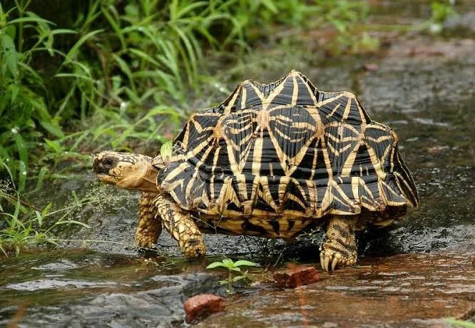 Indian-Star-Tortoise