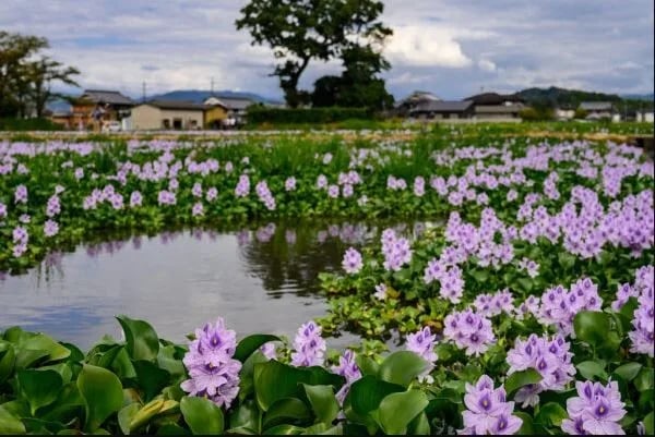 Water-Hyacinth