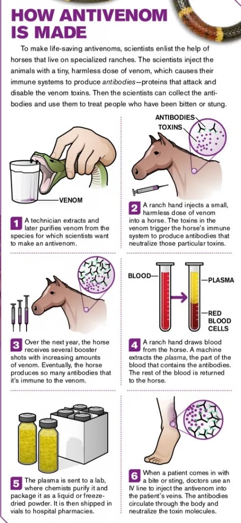 how-antivenom-is-made