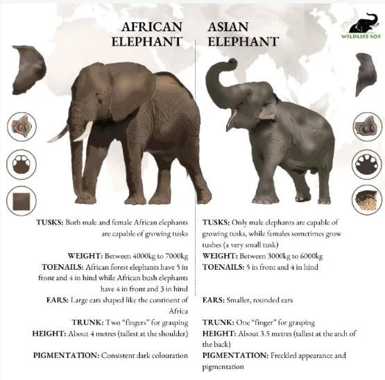 asian elephants