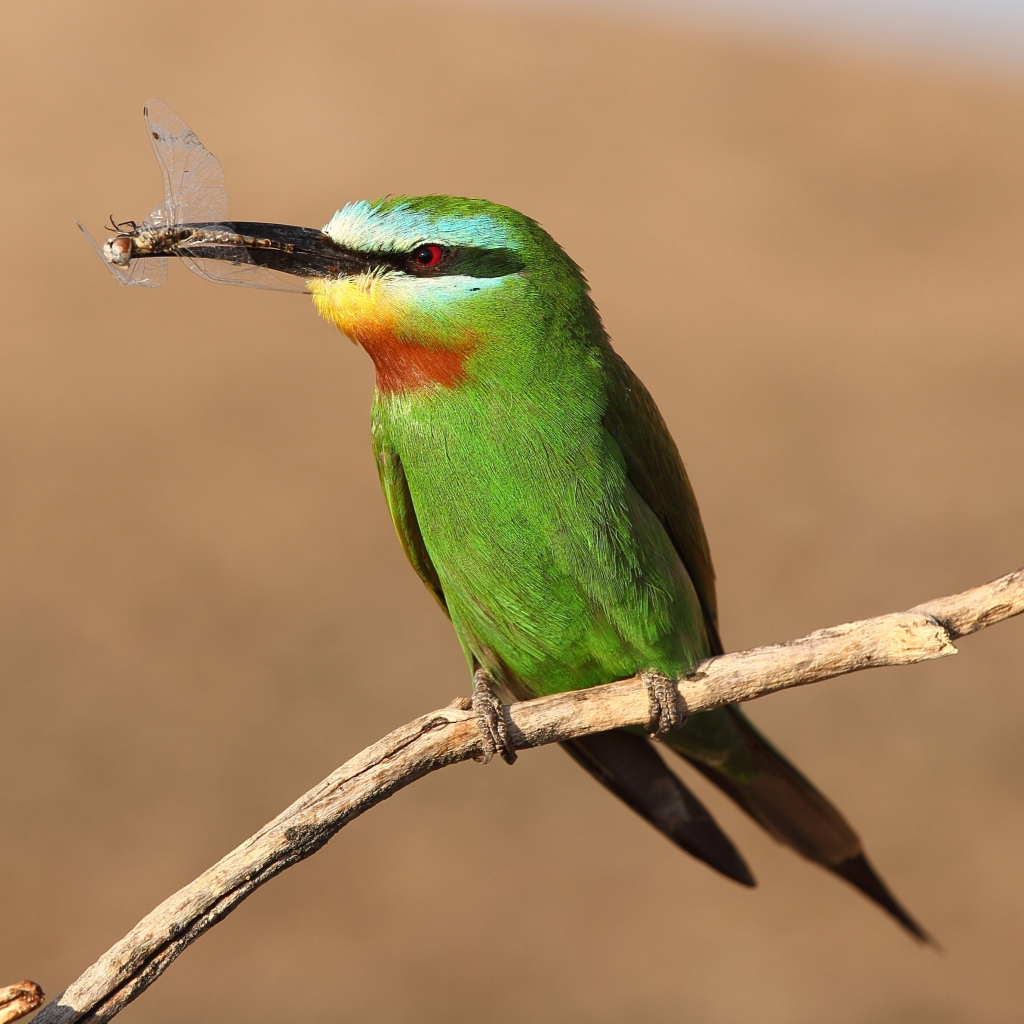 Blue Cheeked Bee Eater