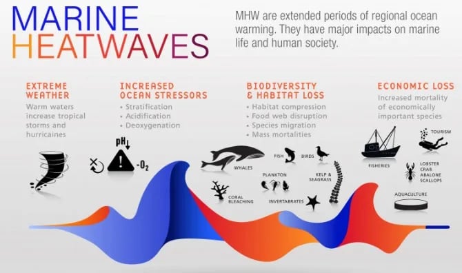 marine heatwaves