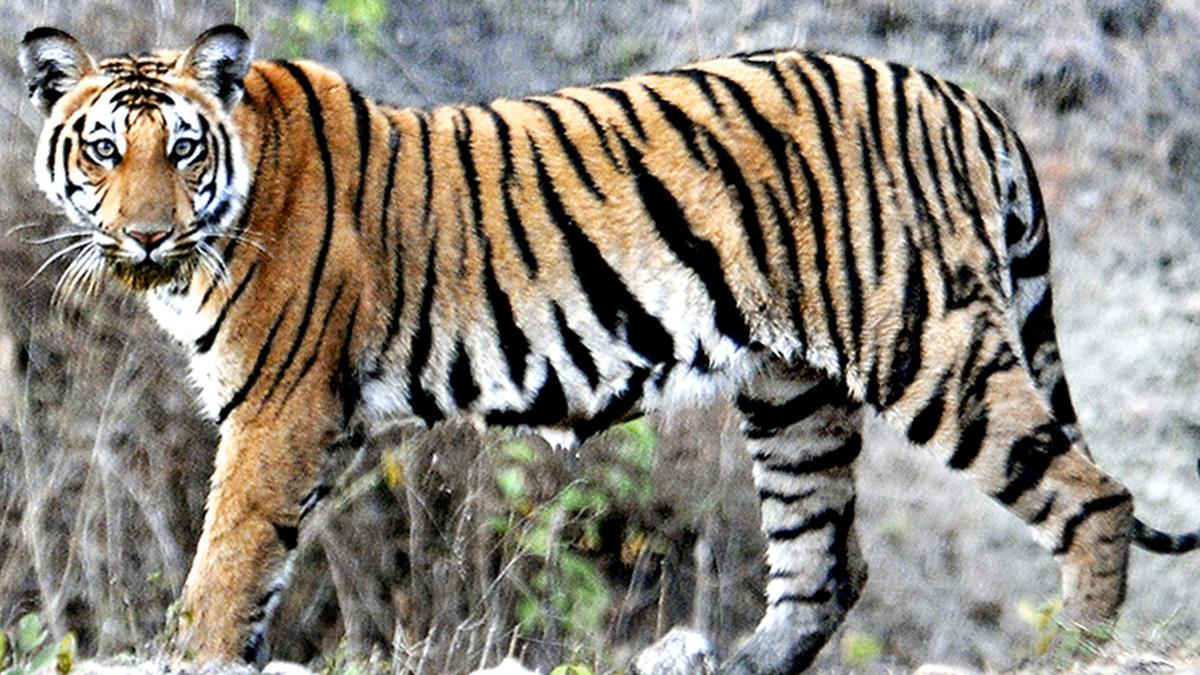 बाघ के बारे में