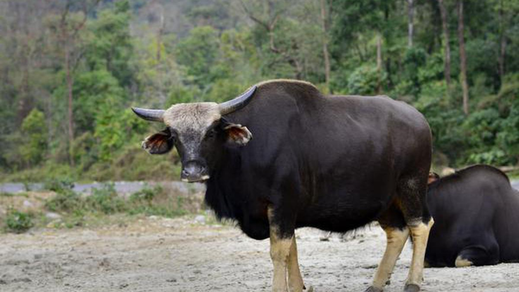 मिथुन (बोस फ्रंटालिस) के बारे में