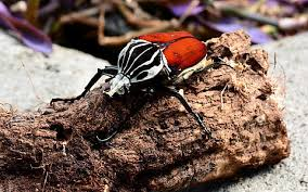 Africas-Giant-Goliath-Beetle