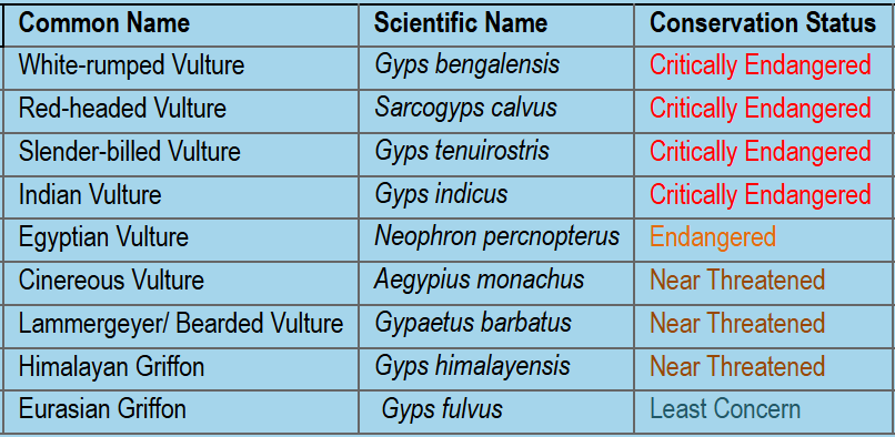 Indian Long billed Vulture