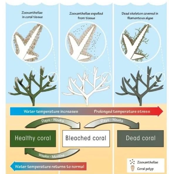 Can corals recover from bleaching