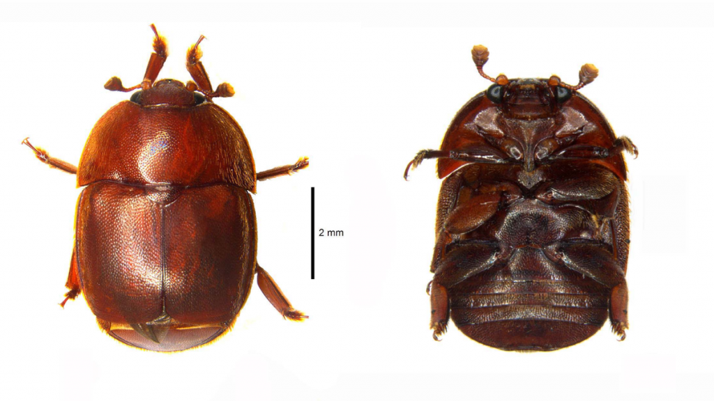 Discovery of Small Hive Beetle in India