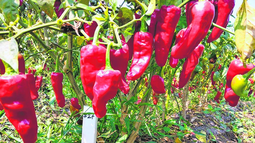 GI Tag to Chapata Chilli