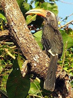 Malabar Grey Hornbill Ocyceros Griseus