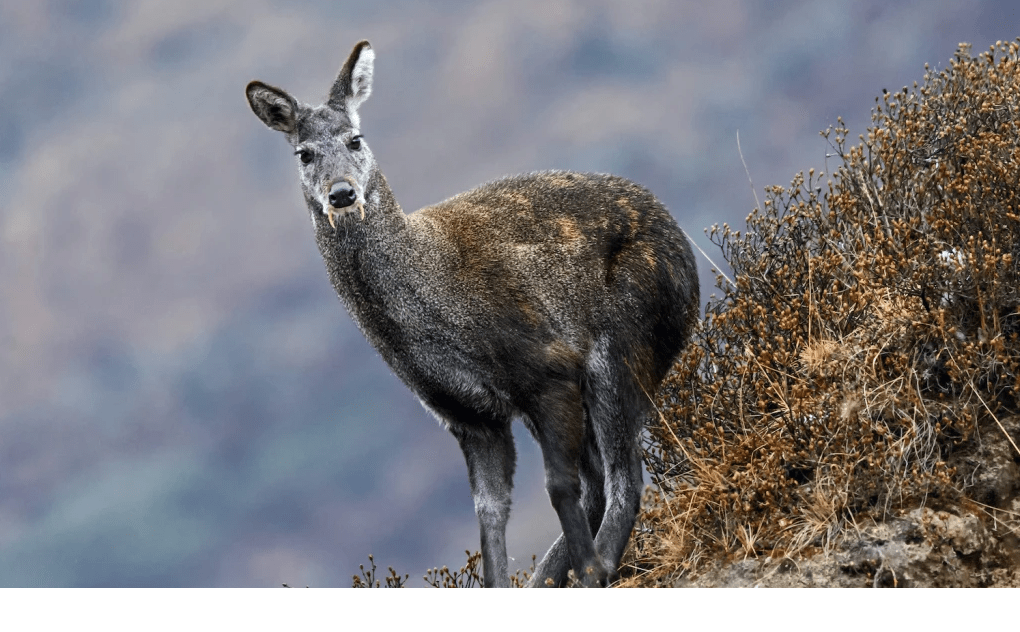 Musk Deer