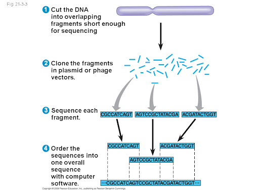 What is genome sequencing