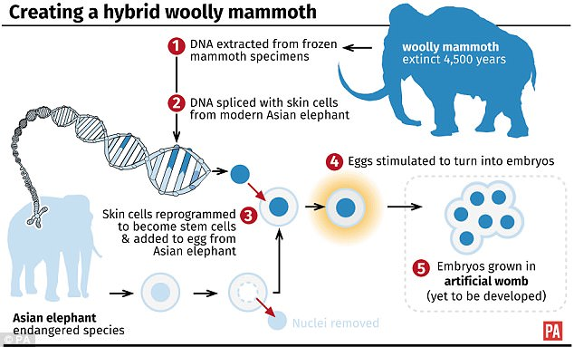 creating hybrid wooly mammoth