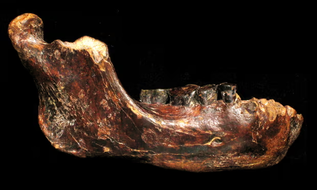 fossil of jawbone