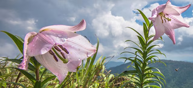 Shirui Lily Festival