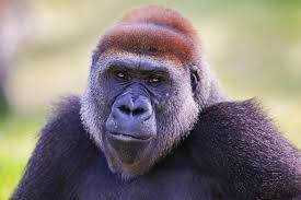 क्रॉस रिवर गोरिल्ला