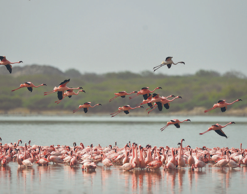 फ्लेमिंगो की प्रजातियाँ और उनका IUCN रेड लिस्ट दर्जा: