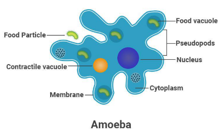 Amoeba