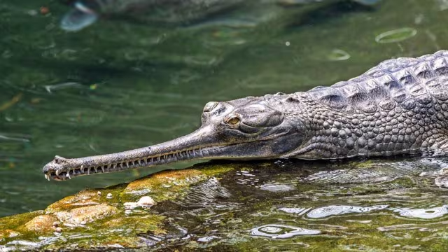 gharial species