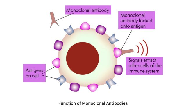 Monoclonal Antibodies 