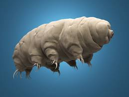 Tardigrades