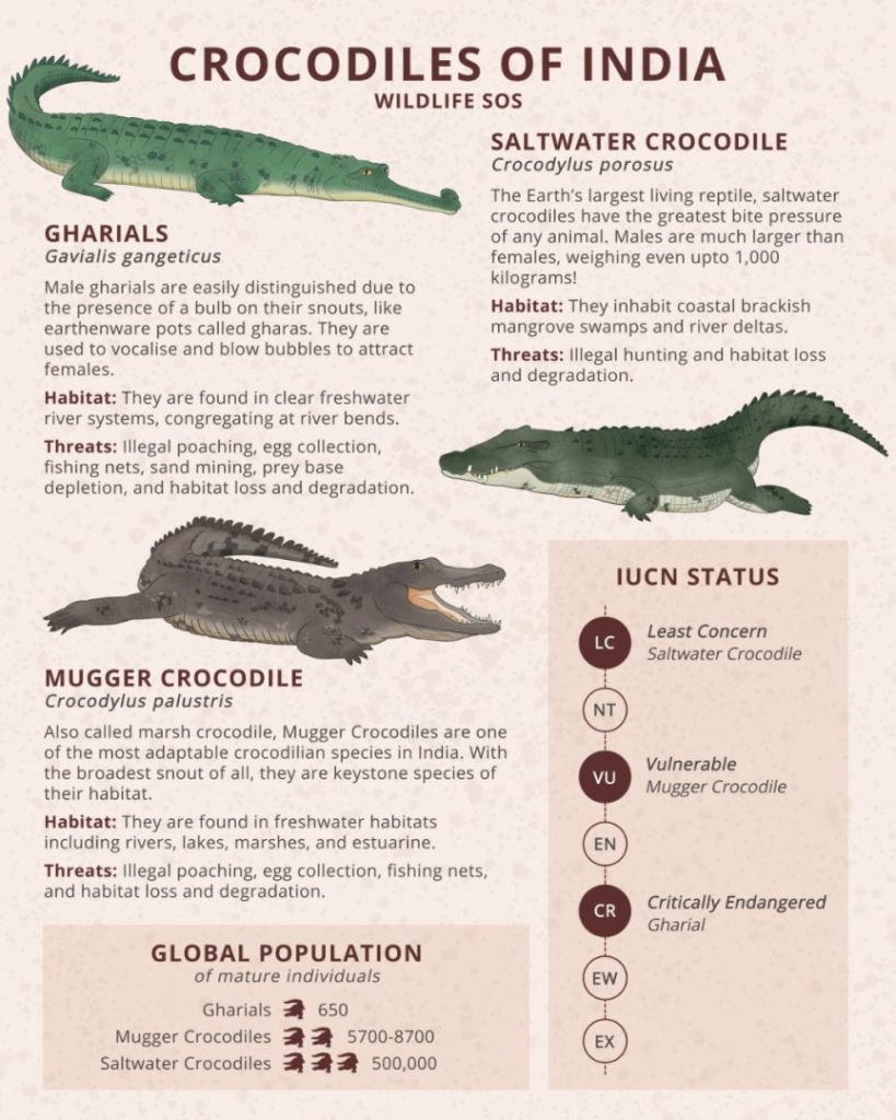 crocodiles of india