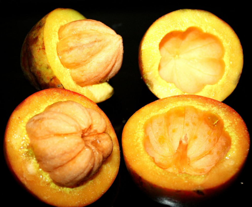 genus garcinia
