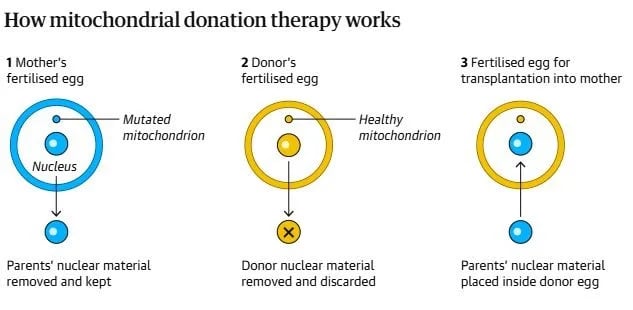 how mitochondrial donation therapy works