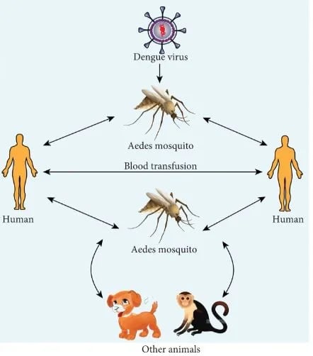 Landmark-Study-Offers-New-Insights-into-What-Protects-Against-Dengue