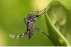 Aedes-borne-viral-diseases