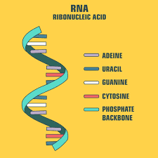 ribonucleic acid (RNA)