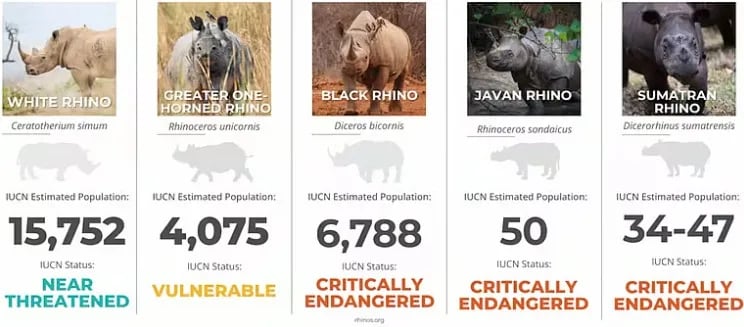 state of the rhino report